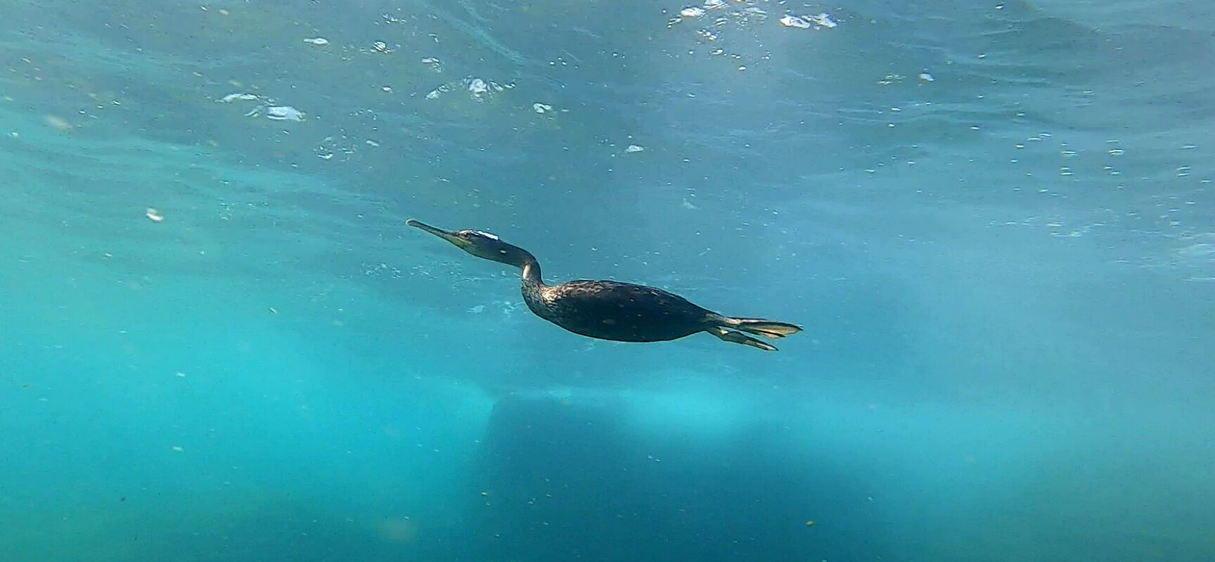 Il volo del cormorano